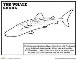 Whales are mammals and give birth to young ones. Whale Shark Coloring Page | sharks and sea life | Shark ...