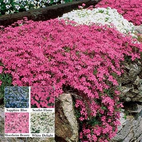 Sapphire Blue Carpet Phlox Spring Hill Nursery Ground Cover Ground