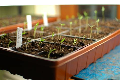 So, you've been reading more and more about how nice it is to have a small vegetable garden, but you don't know where to start. How to start a flower or vegetable garden from seeds ...