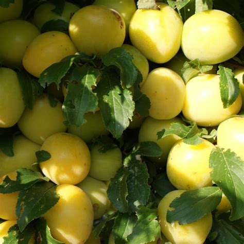 If you have a mirabelle tree (prunus domestica subsp. Mirabelle Golden Sphere Cherry Plum Tree | Fruit Trees