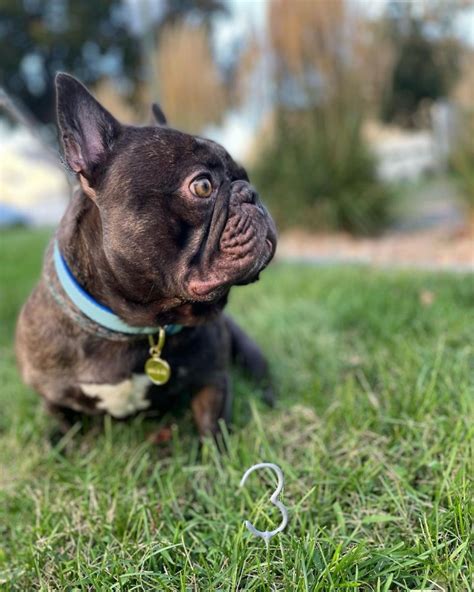 Chocolate Brindle French Bulldog Color Me In Cocoa