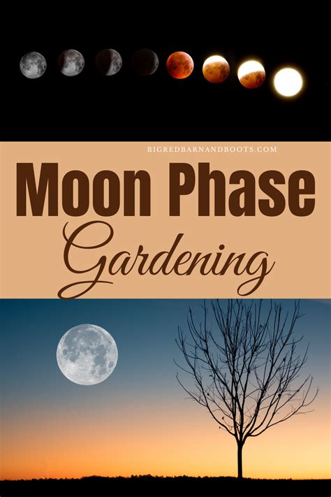 Learn To Garden By The Moon In 2021 Moon Moon Phases Plants