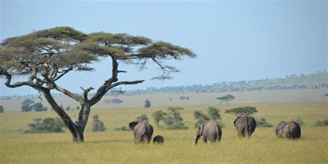 Ajabu Adventures Serengeti National Park Private Safari