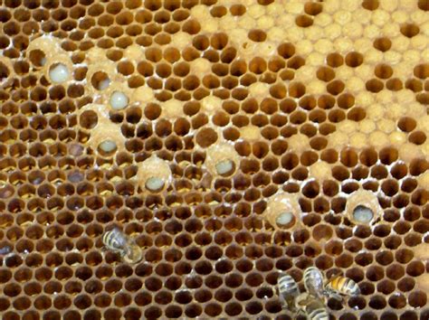 Reproductive Swarming Archives Scientific Beekeeping
