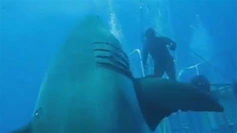 They also have great control over movement due to the upper and lower lobes of the tail. This great white shark's size will shock you Video - ABC News