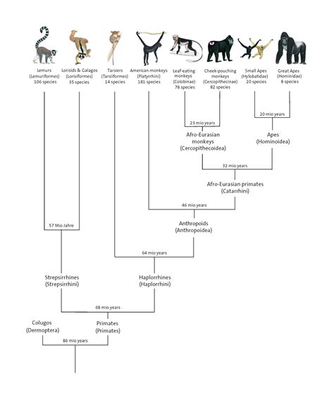 Primates Evolution