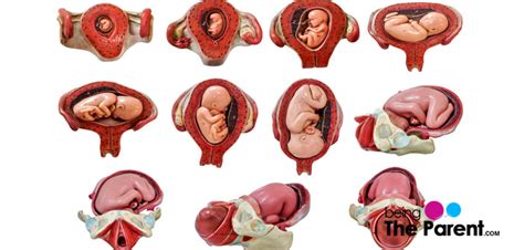 Pregnancy Uterus Anatomy