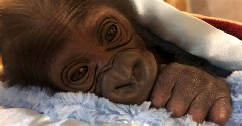 Zoo Celebrates Birth Of Critically Endangered Baby Gorilla Baby