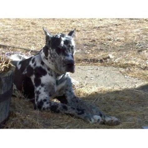 They make wonderful family pets, the great dane is a very affectionate companion and is very intelligent. Due North Great Danes, Great Dane Breeder in Pipestone ...