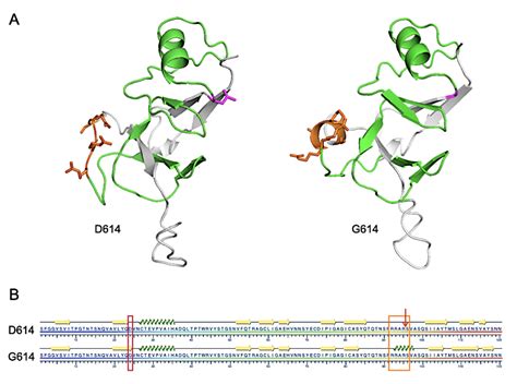 Original Research Joint Effort Finds Advantages Conferred By A D614g Mutation In The Sars Cov 2