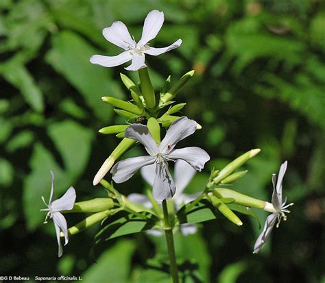 Bouncing bet plant, saponaria officinalis, also known as soapwort. Bouncing Bet, Soapwort, Saponaria officinalis L.