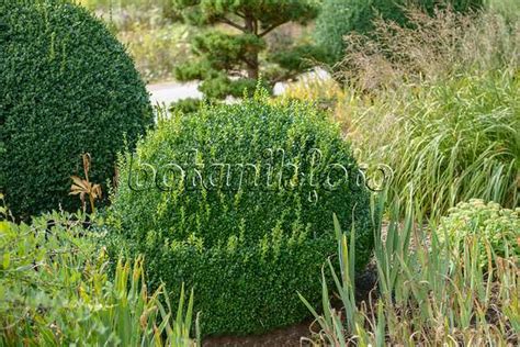 Image Common Boxwood Buxus Sempervirens Arborescens With Spiral