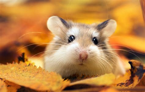 Photo Wallpaper Autumn Leaves Macro Hamster By Обои На Рабочий