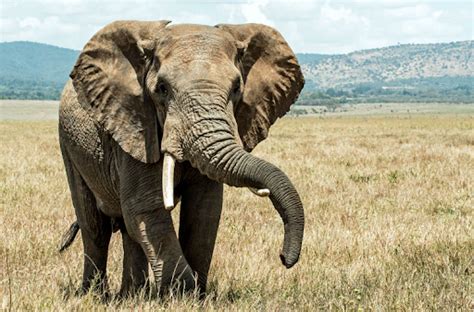 African Savanna Elephant Grass Pets Lovers