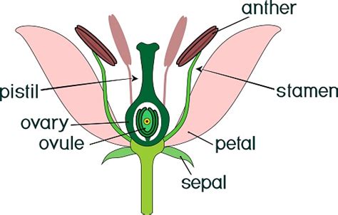 Parts Of Flower With Titles Cross Section Of Typical Angiosperm Flower