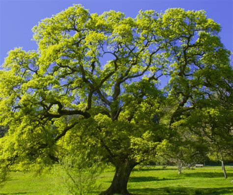 Oak Tree Meaning Symbolism Explained