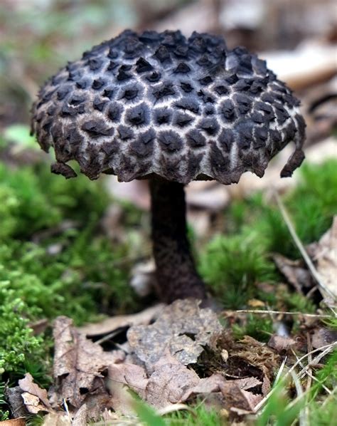 Missouri Mushrooms Trails For Two