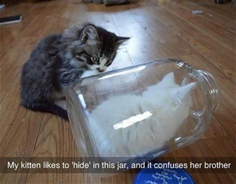 15 Cat Pictures To Brighten Up Your Day Catlov