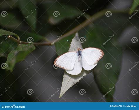 Kleine Witte Vlinder Met Bruine Gescherpte Vleugels Stock Foto Image