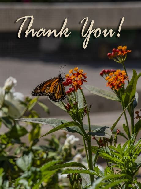 Thank You Butterfly Card Free Stock Photo Public Domain Pictures