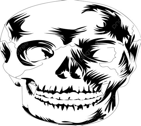 Sclap Vector Art Without Background Sclap Head Art Anatomy Skull Png