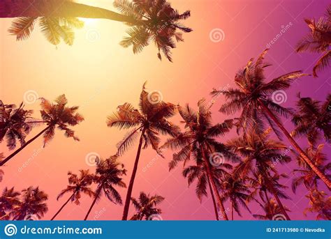 Sunset On Tropical Beach With Palm Trees Silhouettes Stock Photo