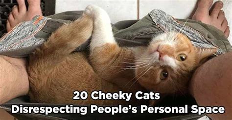 20 Cheeky Cats Disrespecting Peoples Personal Space We Love Cats And