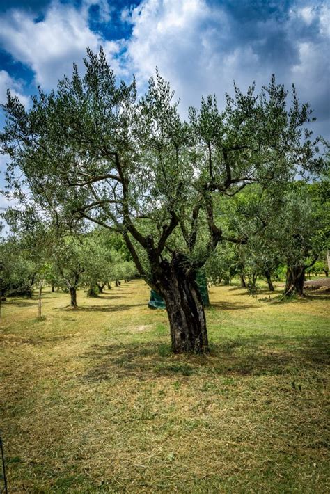 It houses a grand ballroom with a mezzanine gallery is parking available at olive tree hotel? How To Prune An Olive Tree: All Steps & Tools Needed