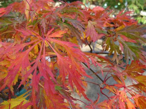 Victoria Gardens Fab Fab Fall Foliage Green Cascade Japanese Maple