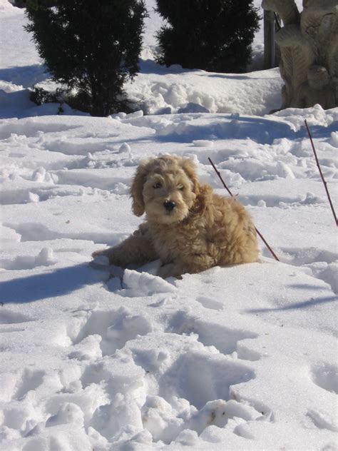 Cockapoo Puppy Enjoys The Snow Curious Puppies