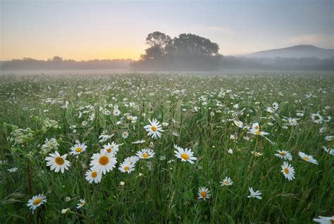 Daisy Meadow On Foggy Morning Nature Stock Image Colourbox