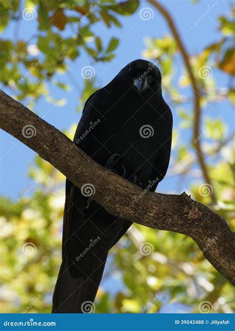 American Black Crow Looking Down Tree Branch Stock Photos Free