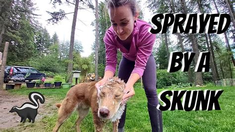 The Best Way To Remove Skunk Spray From Your Dog Youtube