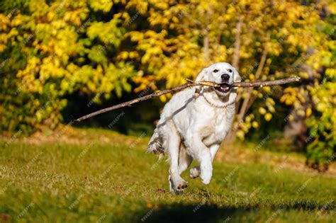 Premium Photo Happy Golden Retriever Puppy Runs With Long Stick In