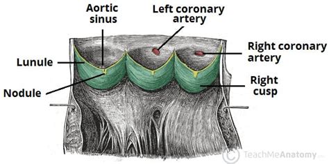 The Heart Valves Tricuspid Aortic Mitral Pulmonary Teachmeanatomy