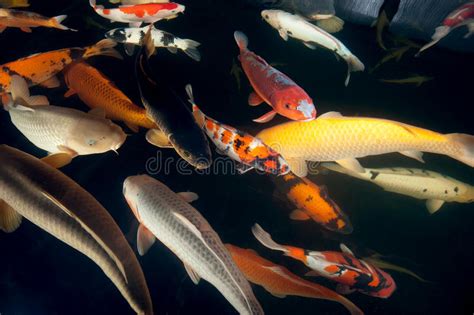 Different Colorful Koi Fishes Stock Image Image Of Aquatic Kage