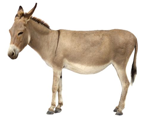 Donkey Hd Png Transparent Donkey Hdpng Images Pluspng