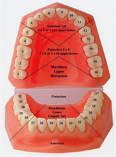 Madsculptor Teeth