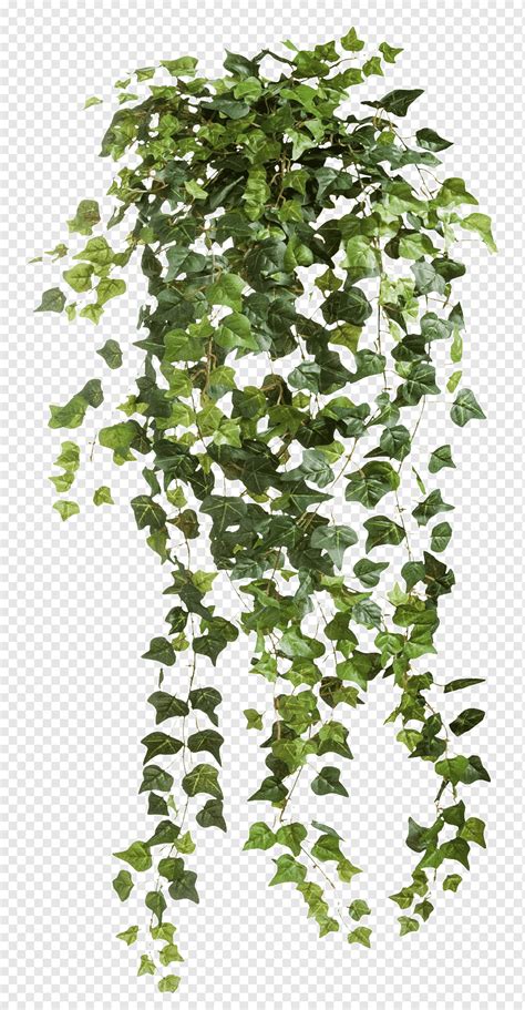 Green common ivy plant art, Common ivy Vine, Creative Valentine's Day