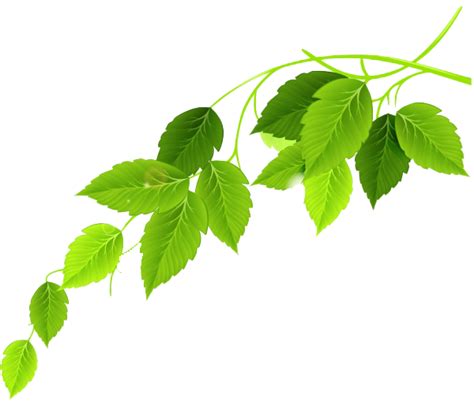 Leaves And Leaf Png Images Transparent Background Png Play