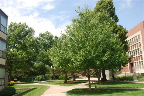 12 Fast Growing Shade Trees Utah Lawn Care