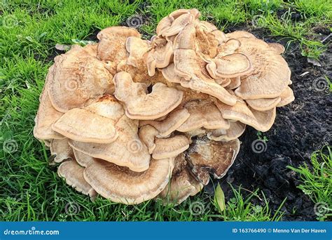 Cluster Of Pale Brown Mushrooms Growing On Grassland Stock Photo