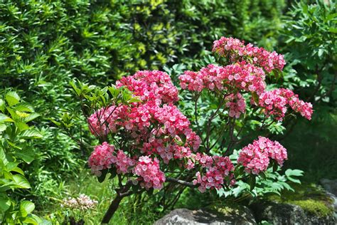 However, there some trees bloom in summer or fall. Zone 8 Flowering Shrubs: How To Grow Flowering Shrubs In ...