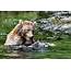 A Tail Of Bear Eating Fish Photograph By Ian Stotesbury