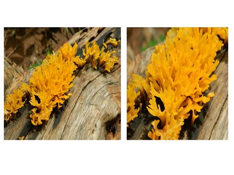 Yellow Fungus Identification Researchgate