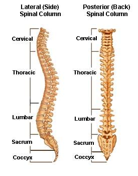 Because of this, they are referred to as cause and. Portsmouth and Chichester Spine Surgeon | SpineInfo.co.uk | Anatomy of the Spine