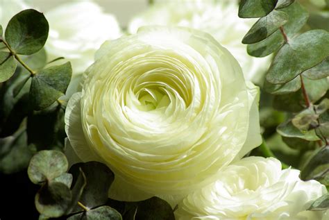 Images Gratuites Fleur Feuille Pétale Rose Vert Botanique Jaune
