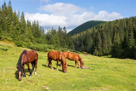 Horses On A High Mountain Pasture Stock Image Image Of Spring