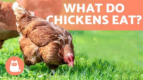 What Do Chickens Eat All About Feeding Hens Your Pets Magazine