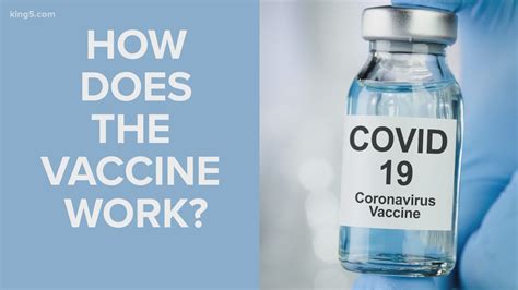 The vaccine helps prevent you from getting infected and protects you from getting severely sick if you do get it. How does the COVID-19 vaccine work? | wtol.com